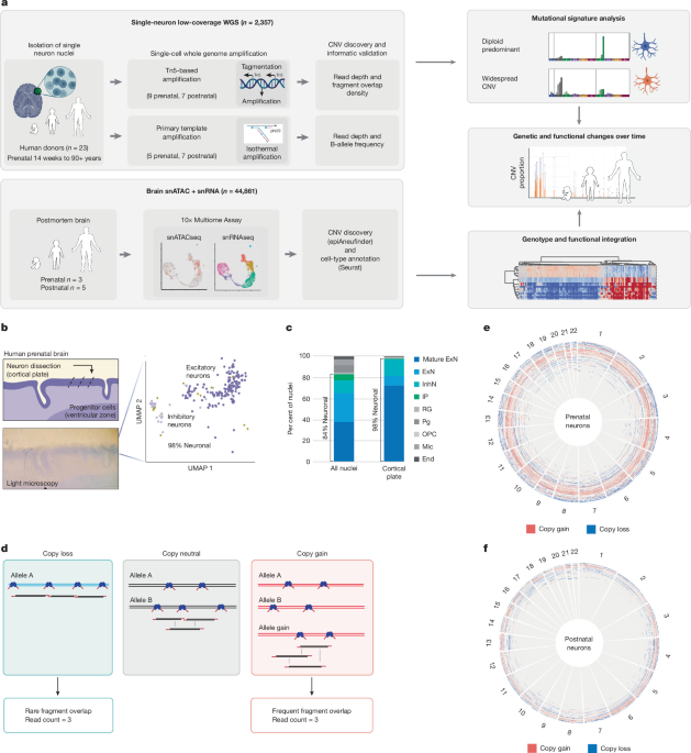 Perinatal Elimination of Genetically Abnormal Human Cortical Neurons
