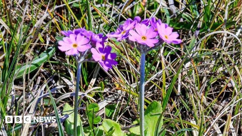 Project Aims to Protect Teesdale’s Rare Arctic-Alpine Plants