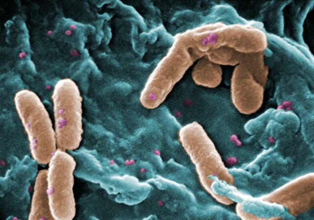 Scientists Discover Compound That Neutralizes Drug-Resistant Bacteria
