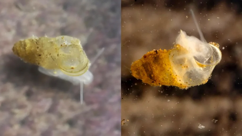 Scientists Discover Ghostly Eyeless Creature Hidden in a Chinese Cave