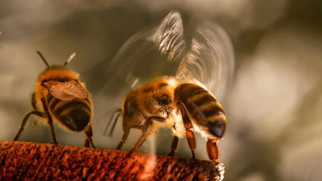 Scientists Discover That Bees Bully Other Bees in New Behavior Study