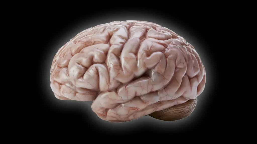 Scientists Uncover Surprising Secrets Behind Human Brain Wrinkles