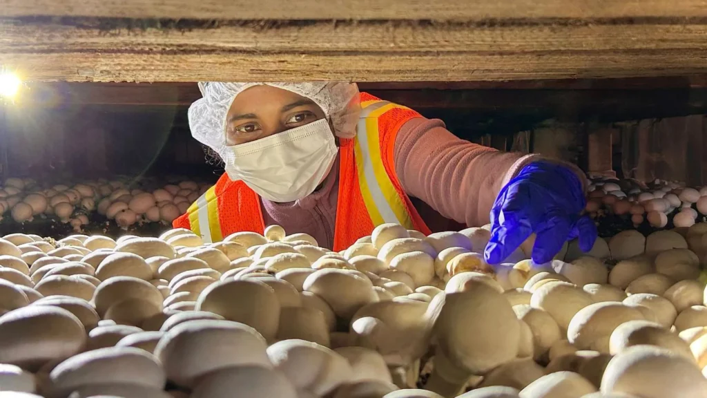 Scientists Uncover Why a 100-Year-Old Mushroom Disease Remains Incurable