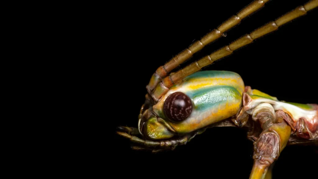 The Giant Stick Insect That Fooled Scientists for Decades