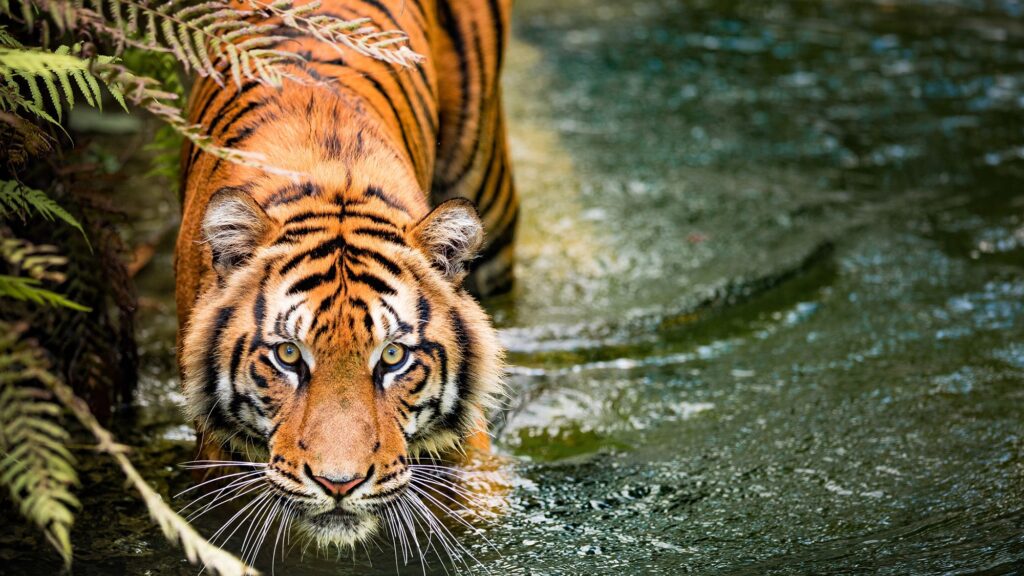 Unusual Tiger Behavior Caught on Camera Reveals How Little We Know About Tigers