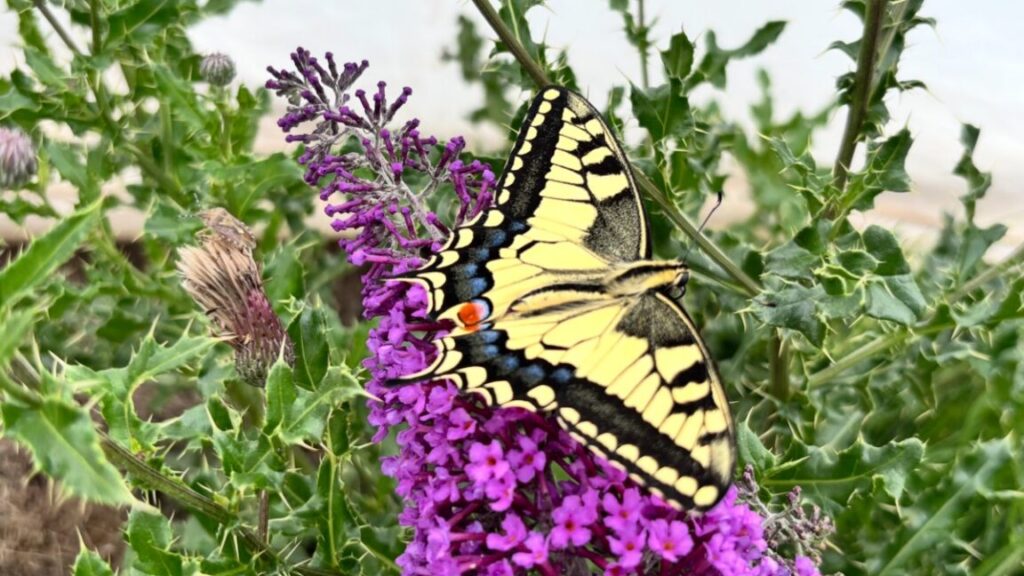 What Do Butterfly Wings and Barber Poles Have in Common?