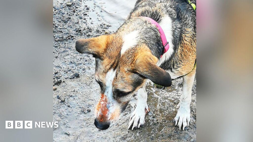 Wrexham Dog Owners Fear Contaminated Land Could Cause Pet Deaths